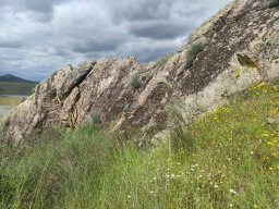 Flora del Cerro Masatrigo